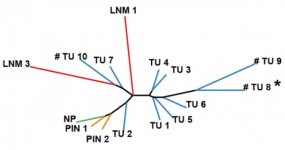 Die Bumchen-Darstellung, erstellt anhand der Methylierungsunterschiede verschiedener Proben eines Tumors, illustriert die Zusammensetzung aus vielen Tochter-Klonen: grn: Normalgewebe; orange: prmaligne Proben; blau: Primrtumor; rot: Lymphknotenmetastase