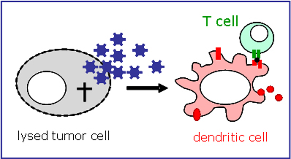 Antigen Presenting Cells. antigen-presenting cells