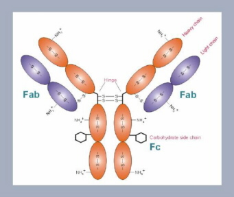 schematic presentation of an antibody structure