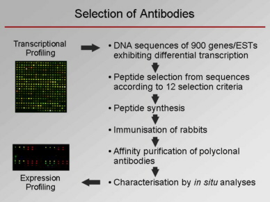 scheme of antibody selection