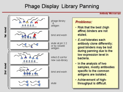 scheme of selecting antibodies from phade-display libraries