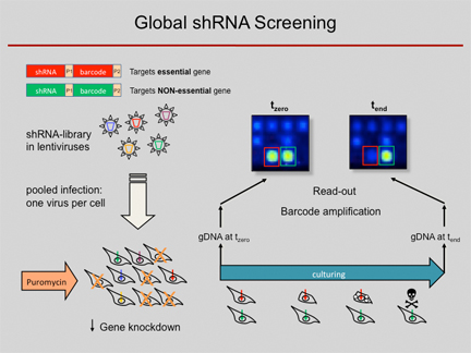 scheme of genome-wide shRNA assay