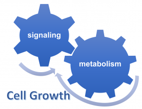 cell growth, signaling, metabolism