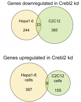 Crebl2 regulates cell metabolism in muscle and liver cells