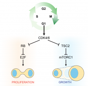 Cdk4 and Cdk6 Couple the Cell-Cycle Machinery to Cell Growth via mTORC1, Romero-Pozuelo J et al., Cell Rep 2020