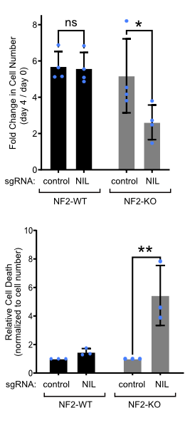 Synthetic lethality of NF2 and NIL