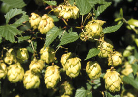 Hop is an excellent source of xanthohumol