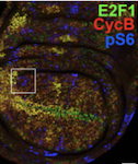 CycD/Cdk4 and discontinuities in Dpp signaling activate TORC1 in the Drosophila wing disc, Romero-Pozuelo 