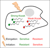 kozak_sequence, Changes in global translation elongation or initiation rates shape the proteome via the Kozak sequence