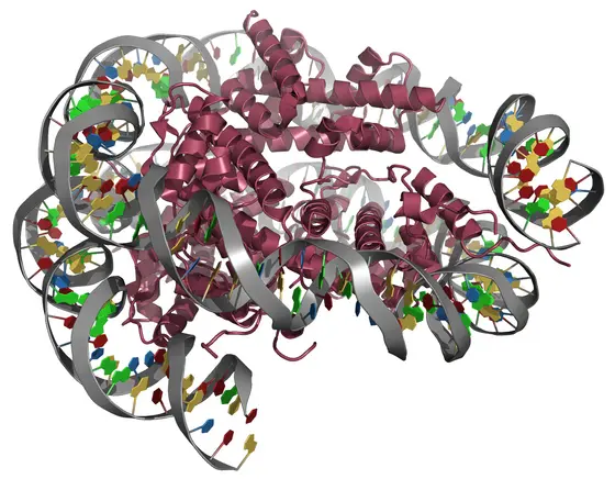 Aufbau eines Nukleosoms: Die DNA (grau) umschlingt die Histone (lila).