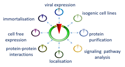 This diagram illustrates various processes related to virus interaction and protein analysis. It features a central green circle from which arrows point to surrounding elements labeled: viral expression, transgenic cell lines, protein purification, signaling pathway analysis, cell line expression, protein-protein interaction, and localization.