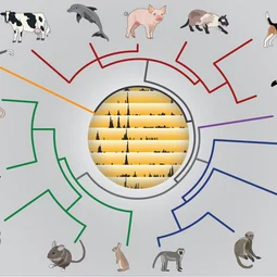Das Bild zeigt eine grafische Darstellung von Tieren, die um ein zentrales Diagramm angeordnet sind. In der Mitte befinden sich Balkendiagramme, die verschiedene Tierarten wie Kühe, Delfine und Katzen darstellen. Farbenfrohe Linien verbinden die Tiere mit dem Diagramm, das ihre Beziehungen veranschaulicht.