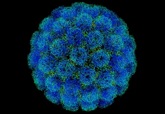 Polyomaviren sind die Auslöser unterschiedlicher Tumorerkrankungen.