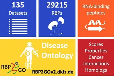 Die Grafik zeigt Informationen über RBP2GO: 135 Datensätze, 29.215 RNA-bindende Peptide, sowie eine Übersicht zur Erkrankungsontologie. Es werden Punktzahlen für Eigenschaften, Krebs, Interaktionen und Homologen angezeigt. Die Webseite RBP2GOv2.dkfz.de wird ebenfalls erwähnt.