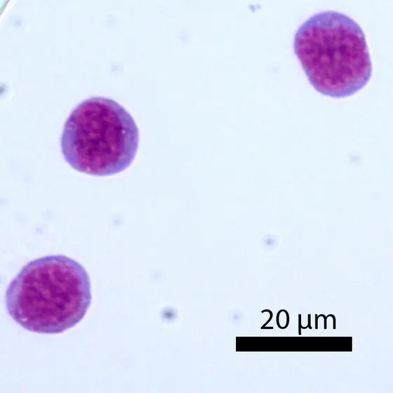 Gemeinsame Monocyten-Vorläuferzellen (cMoP), isoliert aus dem Knochenmark von Mäusen
