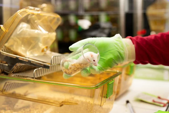 Eine Hand mit einem grünen Handschuh hält eine Maus in einem Behälter. Im Hintergrund ist ein Käfig mit weiteren Behältern und Nagerfutter zu sehen.