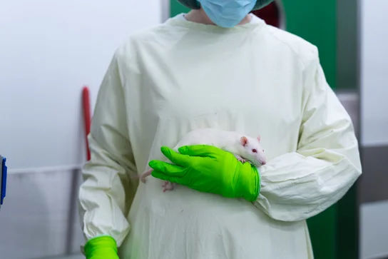 Eine Person in Schutzkleidung, einschließlich einer Haube und einer Maske, hält eine weiße Ratte mit grünen Handschuhen in der Hand. Der Hintergrund zeigt eine Umgebung mit kontrollierten Hygienestandards.