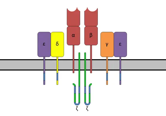 The alpha and beta chains jointly form the highly variable binding region of the T cell receptor.