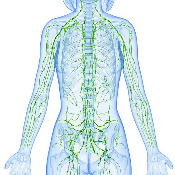 Graphic representation of the human lymphatic system in a transparent body view.
