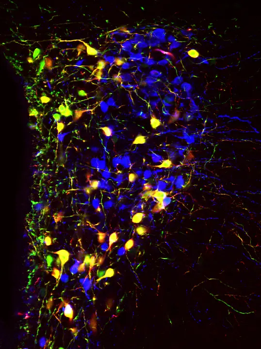 Neuronen im Maus-Hypothalamus produzieren die Neuropeptide Oxytocin (gelb) und Vasopressin (blau)