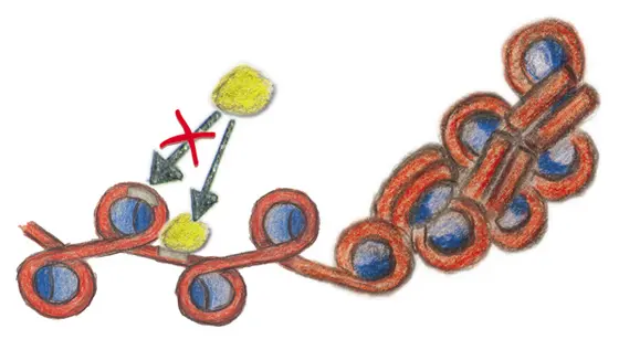 Nukleosomenkette mit einem Protein, das an die freie DNA zwischen zwei Nukleosomen bindet