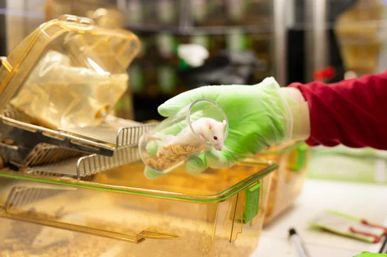 Eine Person mit grünen Handschuhen hält eine weiße Maus in einer transparenten Röhre. Im Hintergrund ist ein Käfig zu sehen, und es gibt weitere Tiere. 