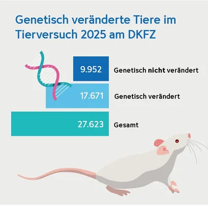Grafik über genetisch veränderte Tiere im Tierversuch 2025 am DKFZ. Es zeigt drei Balken: 9.952 Tiere sind genetisch nicht verändert, 17.671 sind genetisch verändert, insgesamt 27.623 Tiere. Ein Maus-Illustration ist am unteren Rand der Grafik zu sehen.