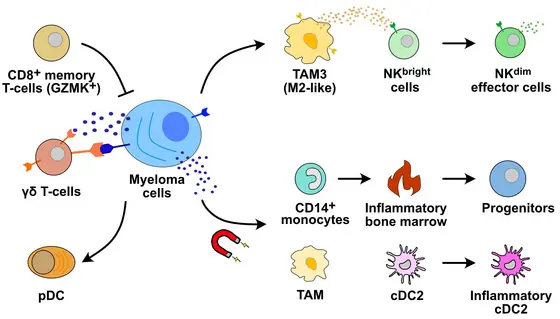 Im Knochenmark programmieren die Myeloma-Zellen die Zellen des Immunsystems um. Sie schaffen sich so eine Umgebung, in der sie sich weiter ausbreiten können.