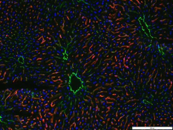 Histologic image showing the lobular microarchitecture of the liver. Hepatocytes (blue nuclei) are in close contact with sinusoidal endothelial cells (red; Lyve-1 staining). Larger liver vessels including the central vein of liver lobes as well as portal arteries and veins express the differentiation marker CD31 (green).