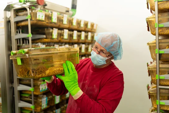 Eine Person mit einer Haube und einem Mundschutz steht in einem Raum voller Mauskäfige. Sie hält einen Käfig in den Händen und schaut aufmerksam darauf. Im Hintergrund sind weitere Mauskäfige auf Regalen zu sehen.