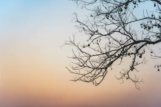 Baum vor abendlichem Himmel