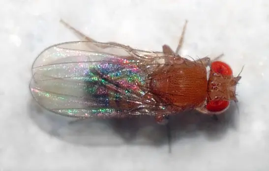 Drosophila melanogaster