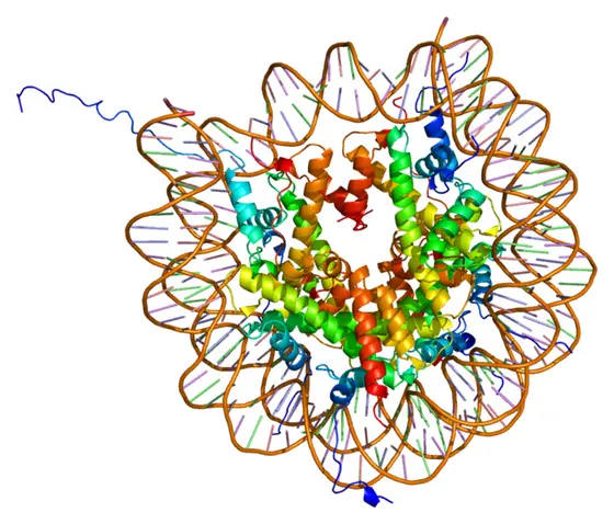 DNA wrapped around histon proteins.