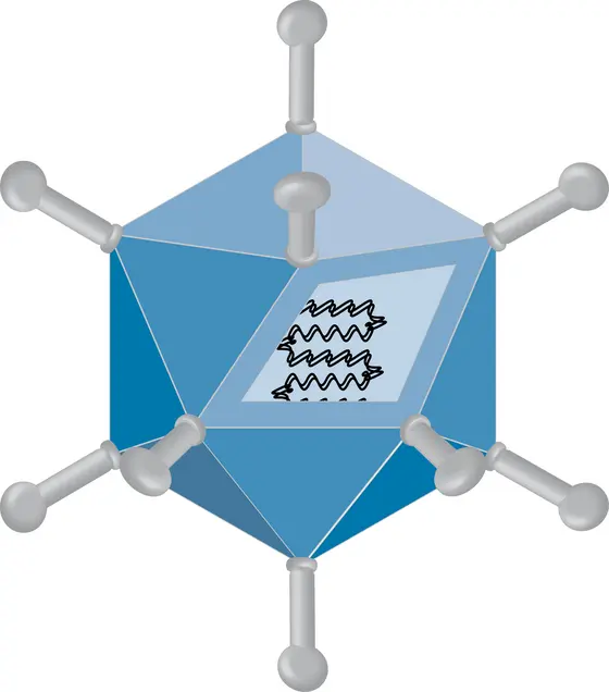 Schematische Darstellung eines Adenovirus