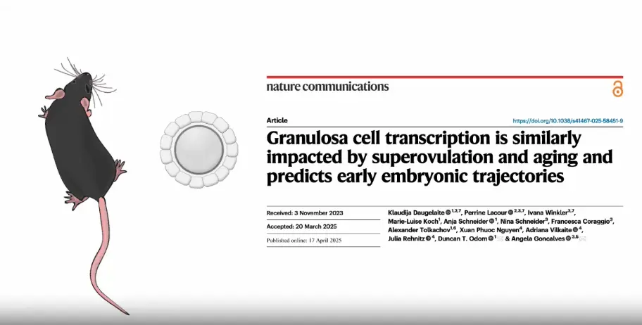 Eine schwarze Maus mit einem langen Schwanz steht links neben einem Artikel aus "Nature Communications". Der Titel des Artikels lautet: "Granulosa cell transcription is similarly impacted by superovulation and aging and predicts early embryonic trajectories". Rechts sind Details zum Empfang und zur Veröffentlichung des Artikels zu sehen.