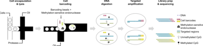 Das Bild zeigt einen sequenziellen Prozess mit verschiedenen Schritten, wobei jede Phase durch Symbole und Farbcodes dargestellt wird. Es beginnt mit einer Ausgangsform, gefolgt von Transformationen, die in mehrere neue Formen und Strukturen münden. Die Darstellung visualisiert die Entwicklung eines Konzeptes.