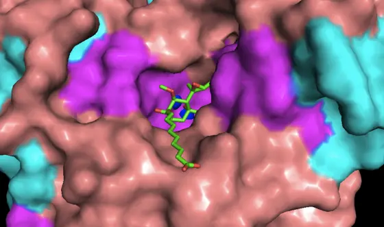 Fumagillin precisely blocks the active center of the enzyme MetAP2