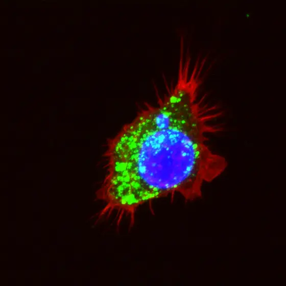 Makrophage nach Behandlung mit grün gefärbten Exosomen (blau Zellkern, rot: Zytoskelett)