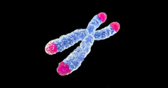 Intact telomeres, the end structures of the chromosomes, are a prerequisite for the immortality of tumor cells.