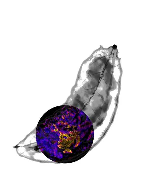 Yellow light signals emitted by the biosensor indicate oxidant production in the tissue of a migrating fly larva.