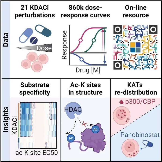 This image visually summarizes research on 21 KDAC inhibitors, illustrating dose-response curves, an online resource, and key insights on substrate specificity, acetylated lysine sites, and the re-distribution of KATs related to drugs like Panobinostat.