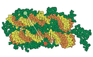 Der Doppelstrang der DNA (gelb und orange) windet sich um einen aus acht Untereinheiten bestehenden Histon-Komplex (grün)