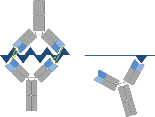 Antikörper, die sich gegen nebeneinander liegende Epitope richten (linke Seite), können miteinander kooperieren und so ihr Antigen stärker binden.