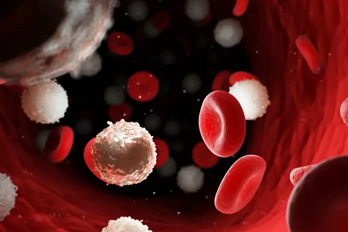 3D illustration of red and white blood cells in a blood vessel.