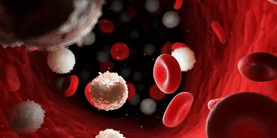 3D illustration of red and white blood cells in a blood vessel.