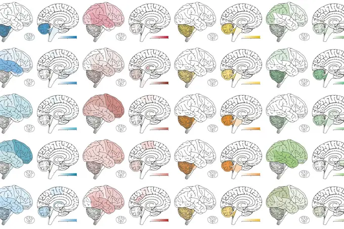 Mehrere stilisierte Gehirnillustrationen sind in einem Raster angeordnet. Jedes Gehirn ist in verschiedenen Farben hervorgehoben, darunter Blau, Rot, Gelb und Grün. Diese Farben können verschiedene Bereiche oder Funktionen des Gehirns symbolisieren, wobei die allgemeine Darstellung abstrahiert ist.