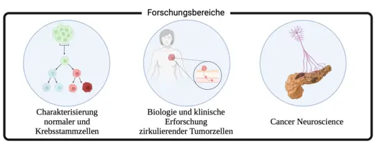 Forschungsbereiche der Arbeitsgruppe Trumpp