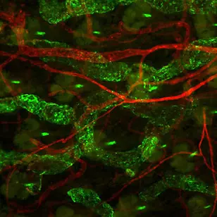 Dreidimensionale Darstellung von Lymphgefäßen (grün) und Blutgefäßen (rot) in der Unterhaut.