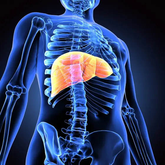 Die Abbildung zeigt ein menschliches Skelett mit hervorgehobener Leber. Die Leber ist orangefarbig dargestellt, um ihre Position und Form im Brustbereich zu verdeutlichen. Das Bild verdeutlicht die Anatomie des menschlichen Körpers.