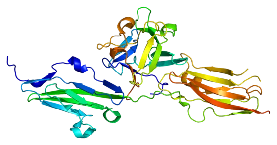 Die Abbildung zeigt ein 3D-Modell eines Proteins, das aus verschiedenen gefalteten Strukturen besteht. Die Farben variieren und umfassen Blau, Grün, Gelb und Orange, was die unterschiedlichen Bereiche des Proteins darstellt. Es verdeutlicht die komplexe Form und Anordnung der Aminosäuren.